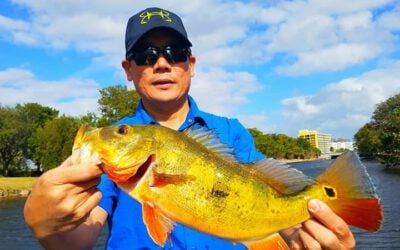 Miami Peacock Fishing Charters for Exotic Peacock Bass in South Florida