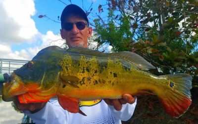 Peacock Bass Spawn Fishing Charter in Miami, FL