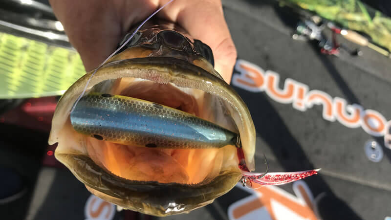 Holiday Park Everglades photo