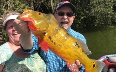 Giant Spring Peacock Bass Fishing in South Florida