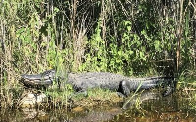 Everglades Fishing at Holiday Park