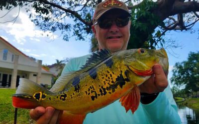 Knuckle Head Fishing Charters for Peacock Bass in Miami Florida