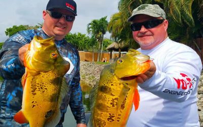 Warming Trend Peacock Fishing in Miami Florida with Local Experts