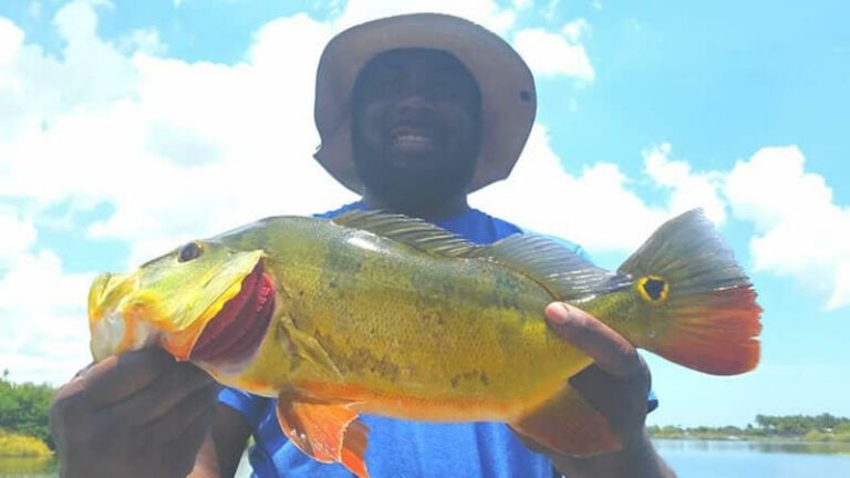 Super Hot Peacock Bass