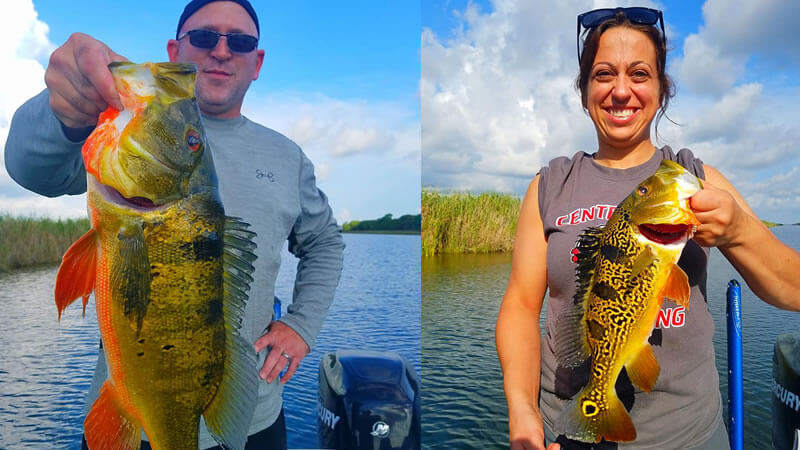 Big Florida Peacock Bass With 1 - Big Florida Peacock Bass 2