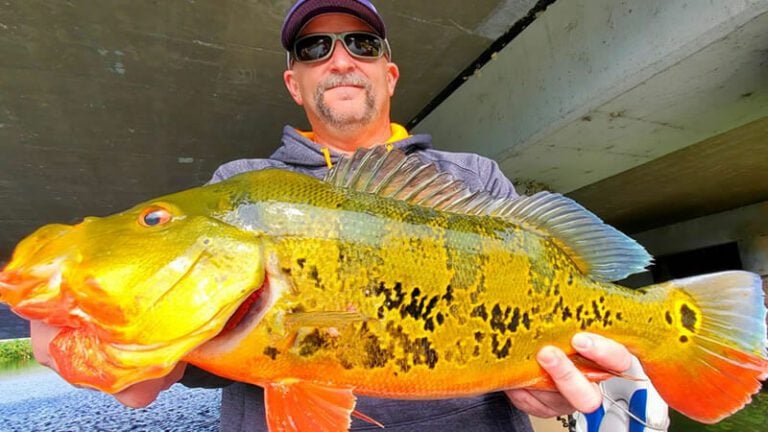 Super Trophy Peacock Bass Fishing Charters in Miami Florida 18 Super Trophy Peacock Bass Fishing