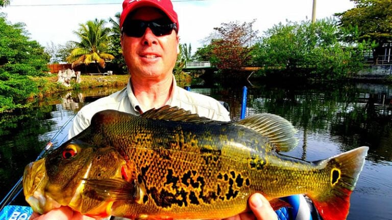 February Miami Bass Fishing for Florida Peacock Bass 7 February-Miami-Bass-Fishing