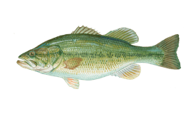 Largemouth Bass on Orange Lake in Florida