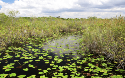 Camping In The Everglades