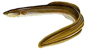 American Eel