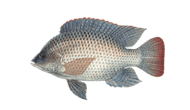 BLUE TILAPIA