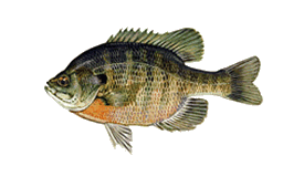 Bluegill