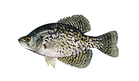 Best Live Bait for Bass - crappie speck