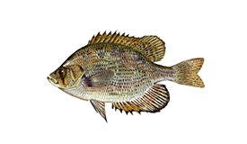 Flier Fish