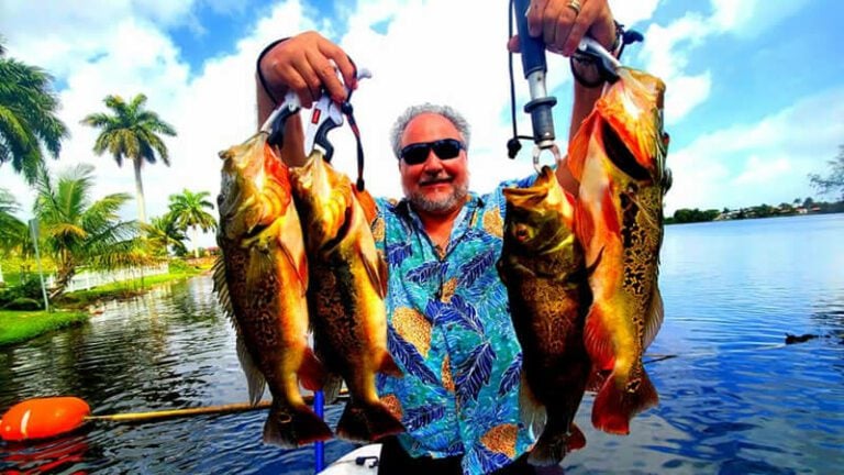 March Trophy Peacock Bass Fishing Trip in South Florida 1 March-Trophy-Peacock-Bass-