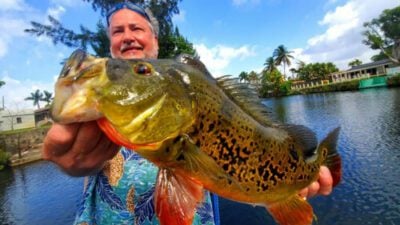 Miami March-Trophy-Peacock-Bass