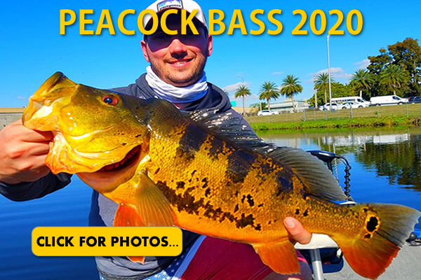 2020 Peacock Bass Pictures