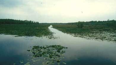Lake Miccosukee