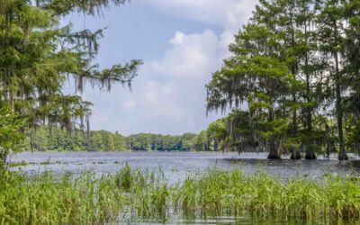 Tsala Apopka Lake