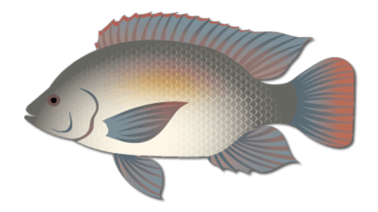 Blue Tilapia