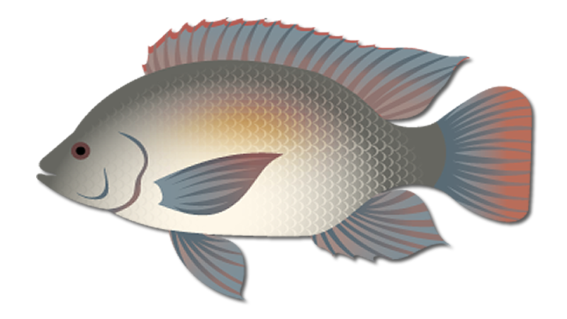 Blue Tilapia