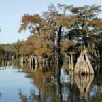 Lake Wimico thumbnail