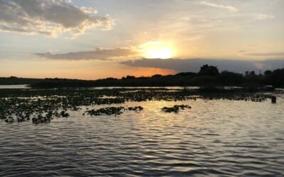 What Are Fishing Undercut Banks and Why They’re Effective