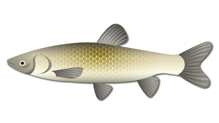 Grass Carp