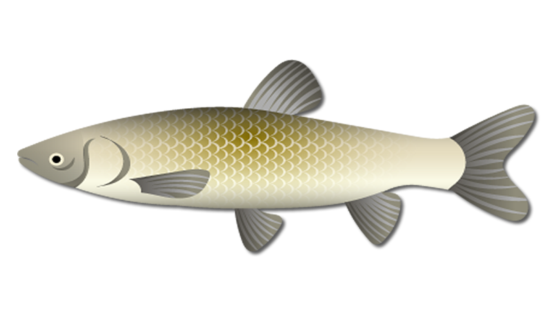 Grass Carp Fish