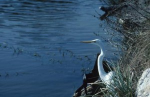 Lake-Beauclair