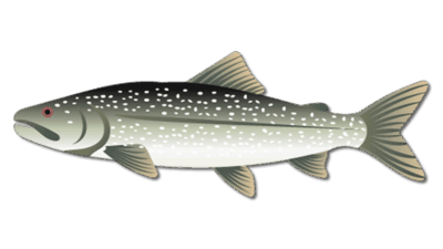Lake Trout