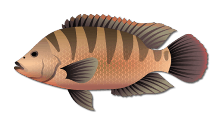 Mayan Cichlid