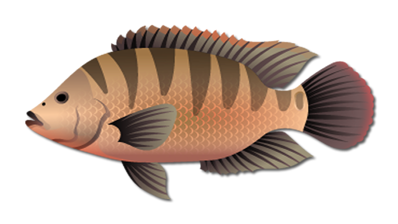Mayan Cichlid