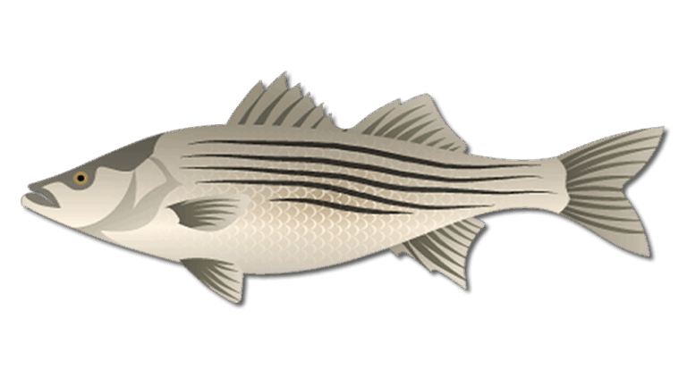 Striped Bass
