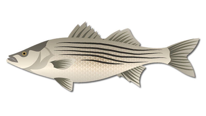 Striped Bass