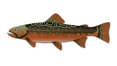 Brook Trout