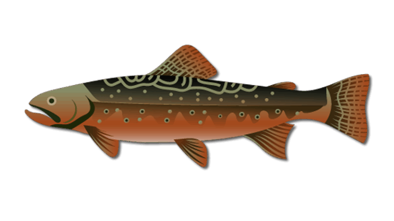 Brook Trout