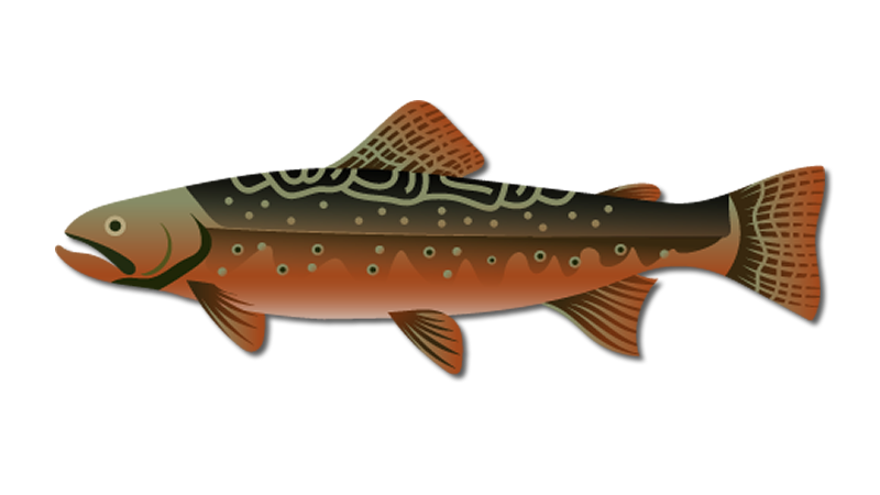 Brook Trout