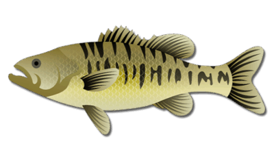 Guadalupe Bass