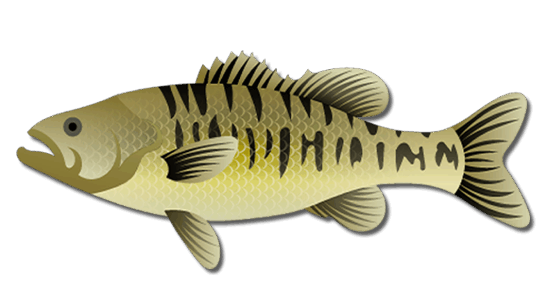 Guadalupe Bass