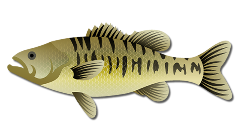 Guadalupe Bass