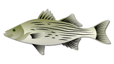 Hybrid Striped Bass