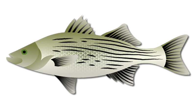 Hybrid Striped Bass