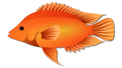 Midas Cichlid