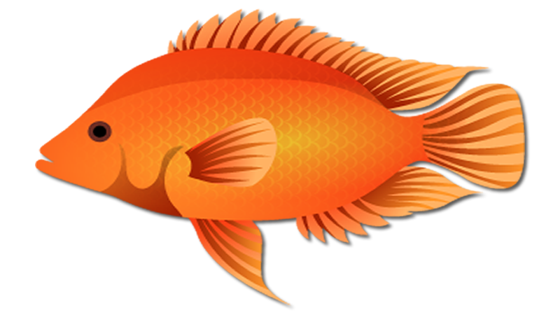 Midas Cichlid