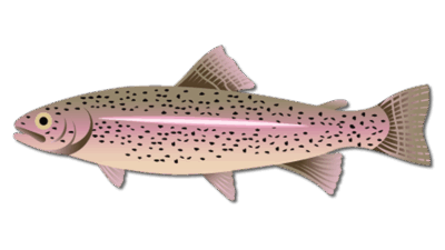Rainbow Trout