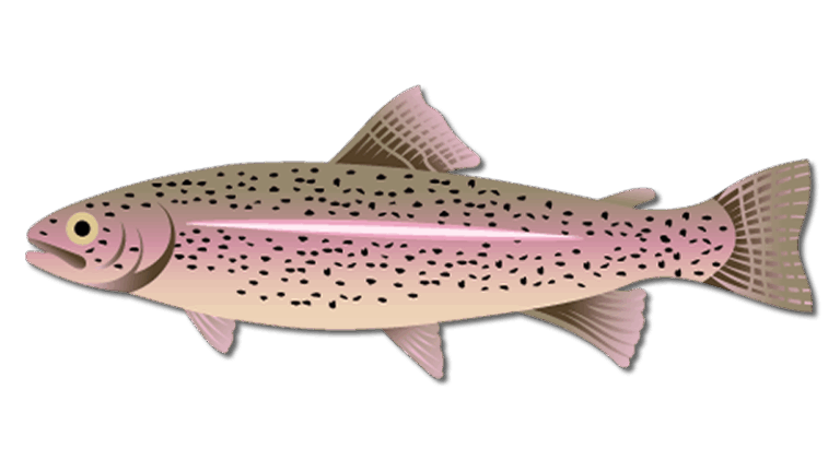 Rainbow Trout