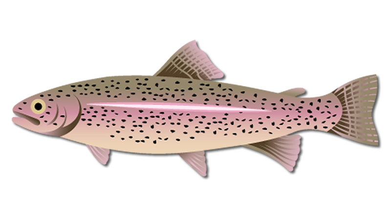 Rainbow Trout
