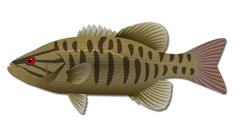 Smallmouth Bass