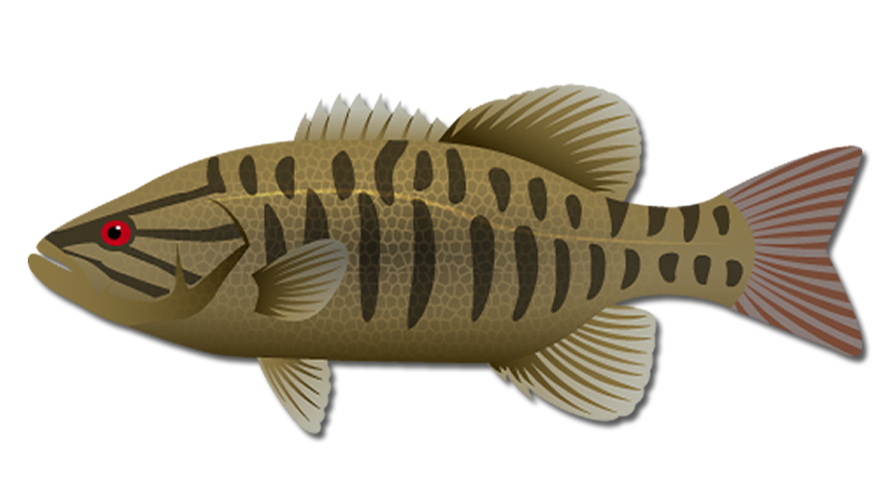 Smallmouth Bass
